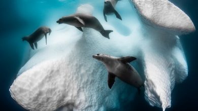 برندگان ایرانی جایزه عکاسی ۲۰۲۰ Siena لینک : https://asarartmagazine.ir/?p=20891 👇 سایت : AsarArtMagazine.ir اینستاگرام :‌ instagram.com/AsarArtMagazine تلگرام : t.me/AsarArtMagazine 👆