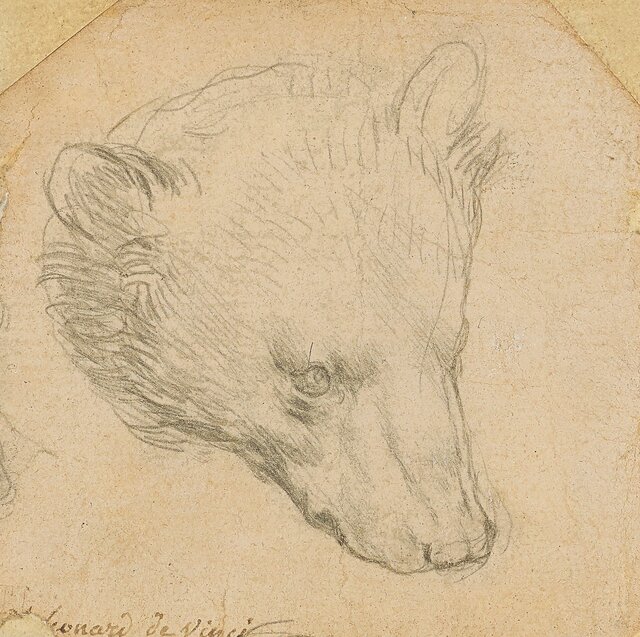 12 میلیون دلار برای سر خرس داوینچی  مجله اثر‌هنری ـ اثر هنری