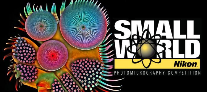 مسابقه عکاسی و فیلمبرداری Small World 2022 نیکون | مجله اثرهنری، بخش هنری، خبری و تحلیلی مجموعه اثرهنری | مجله اثر هنری ـ «اثرگذارتر باشید»